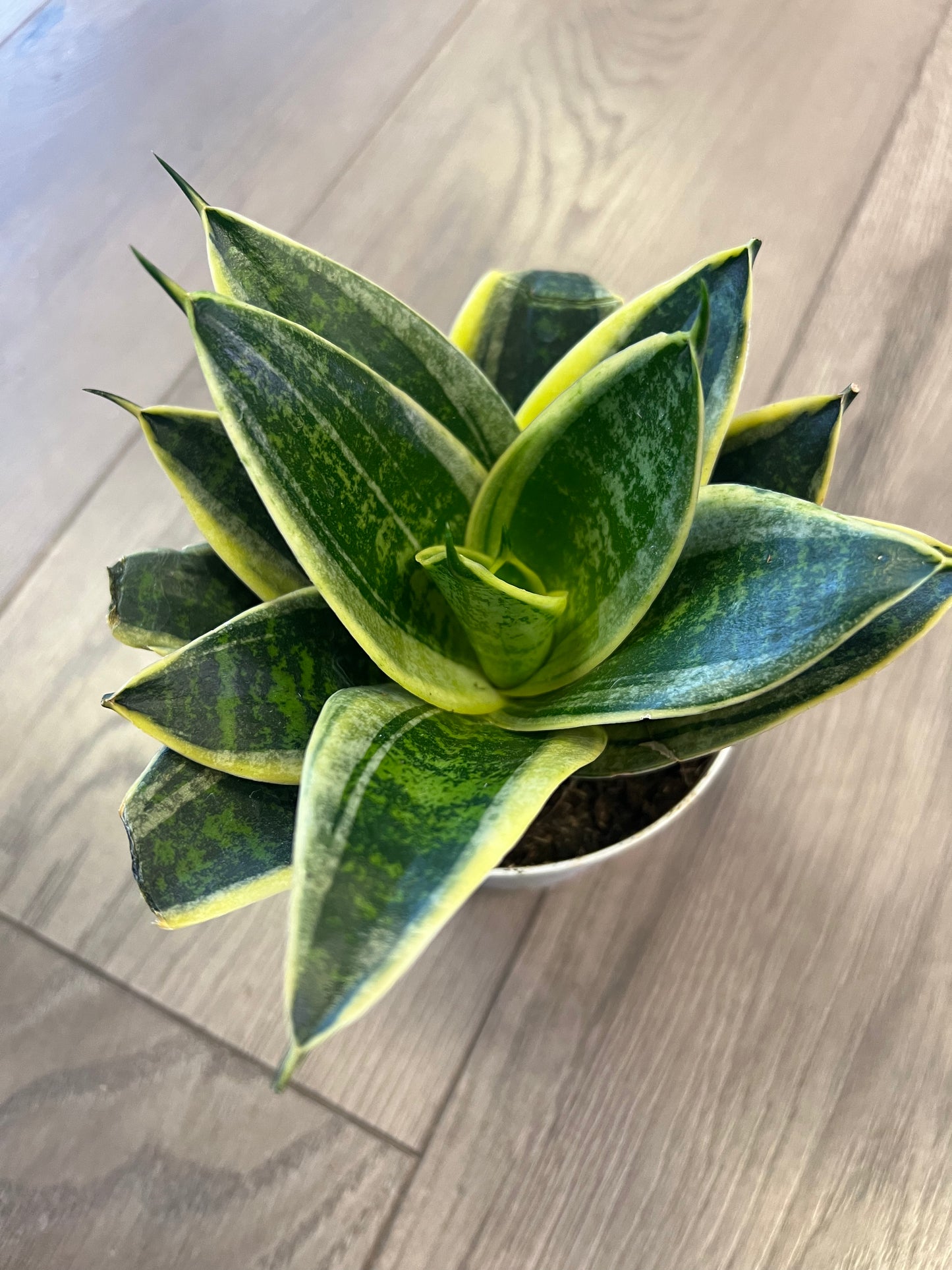 Sansevieria 'Gold Hahnii’ Snake Plant