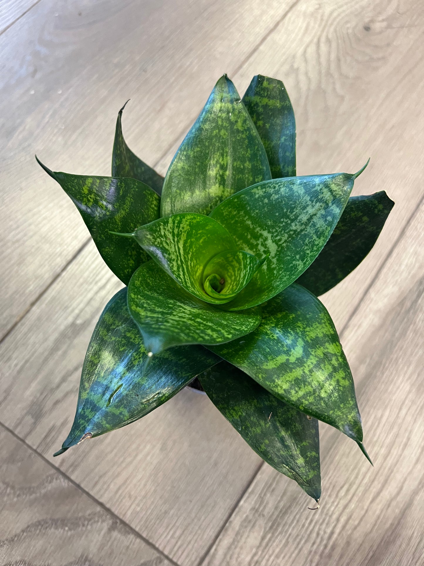 Sansevieria 'Green Hahnii’ Snake Plant