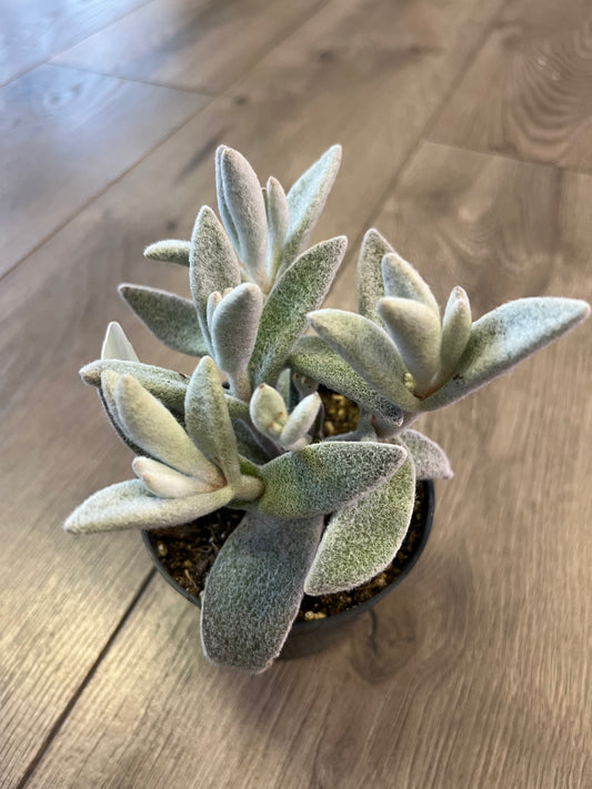 Kalanchoe ‘Polar Bear’