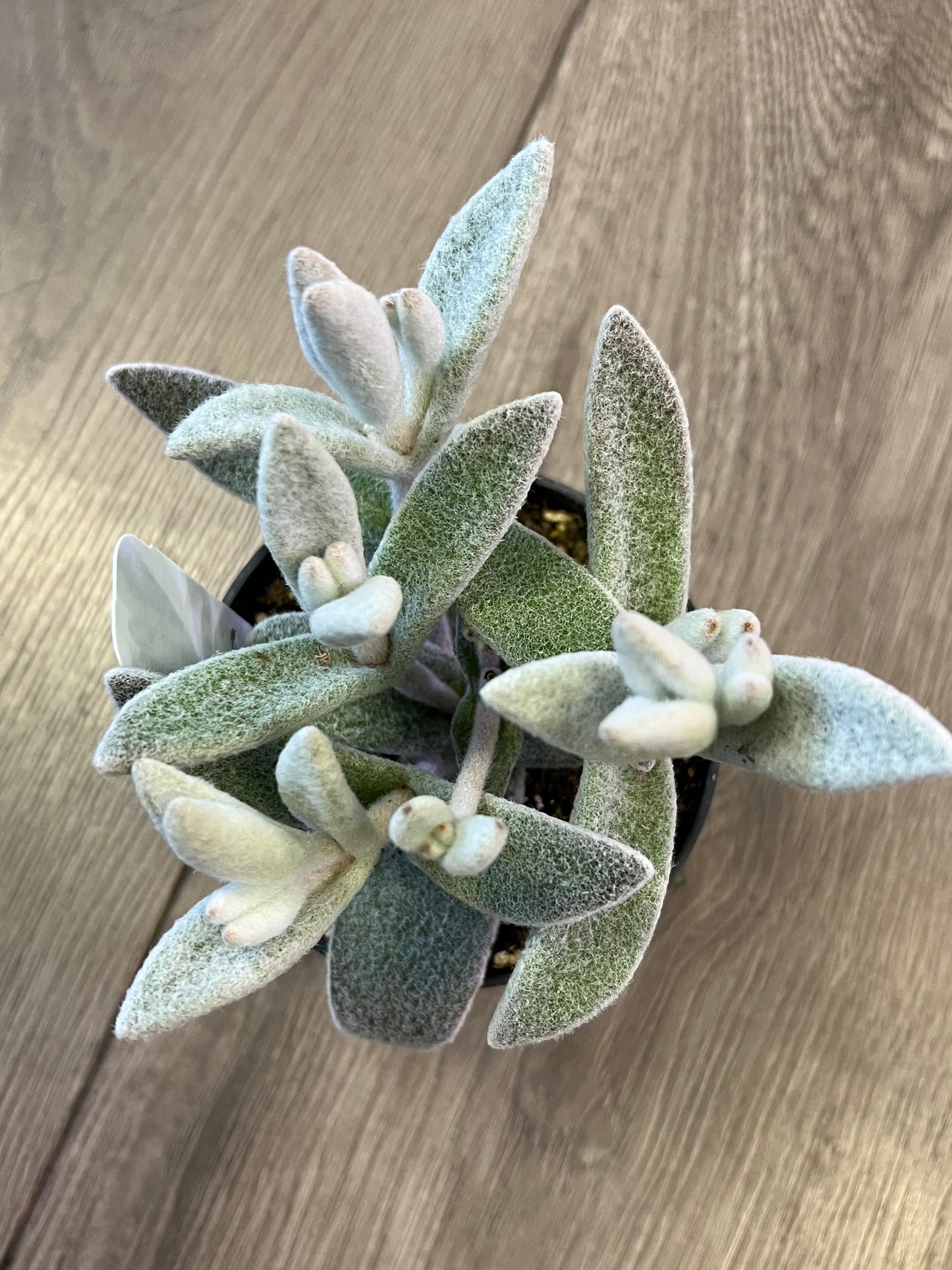 Kalanchoe ‘Polar Bear’