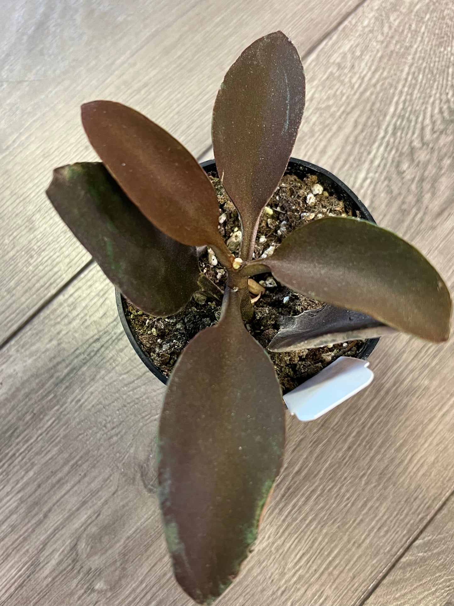 Kalanchoe ‘Copper Spoons’