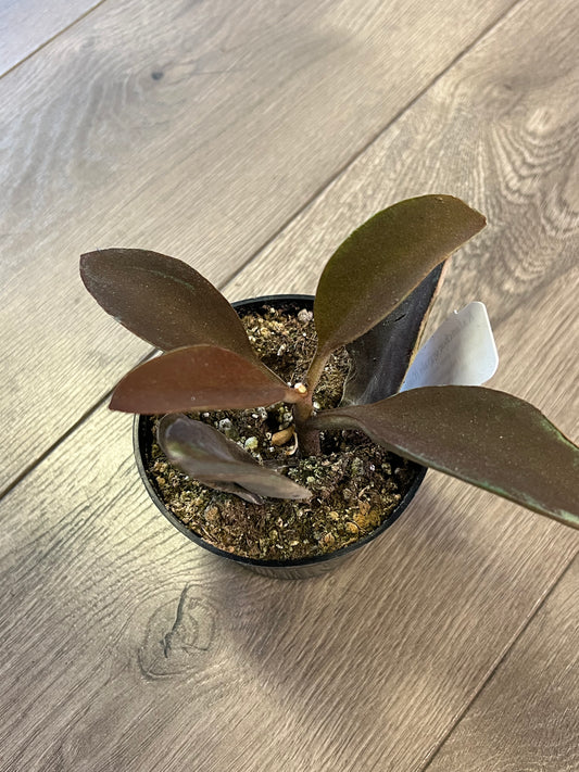 Kalanchoe ‘Copper Spoons’