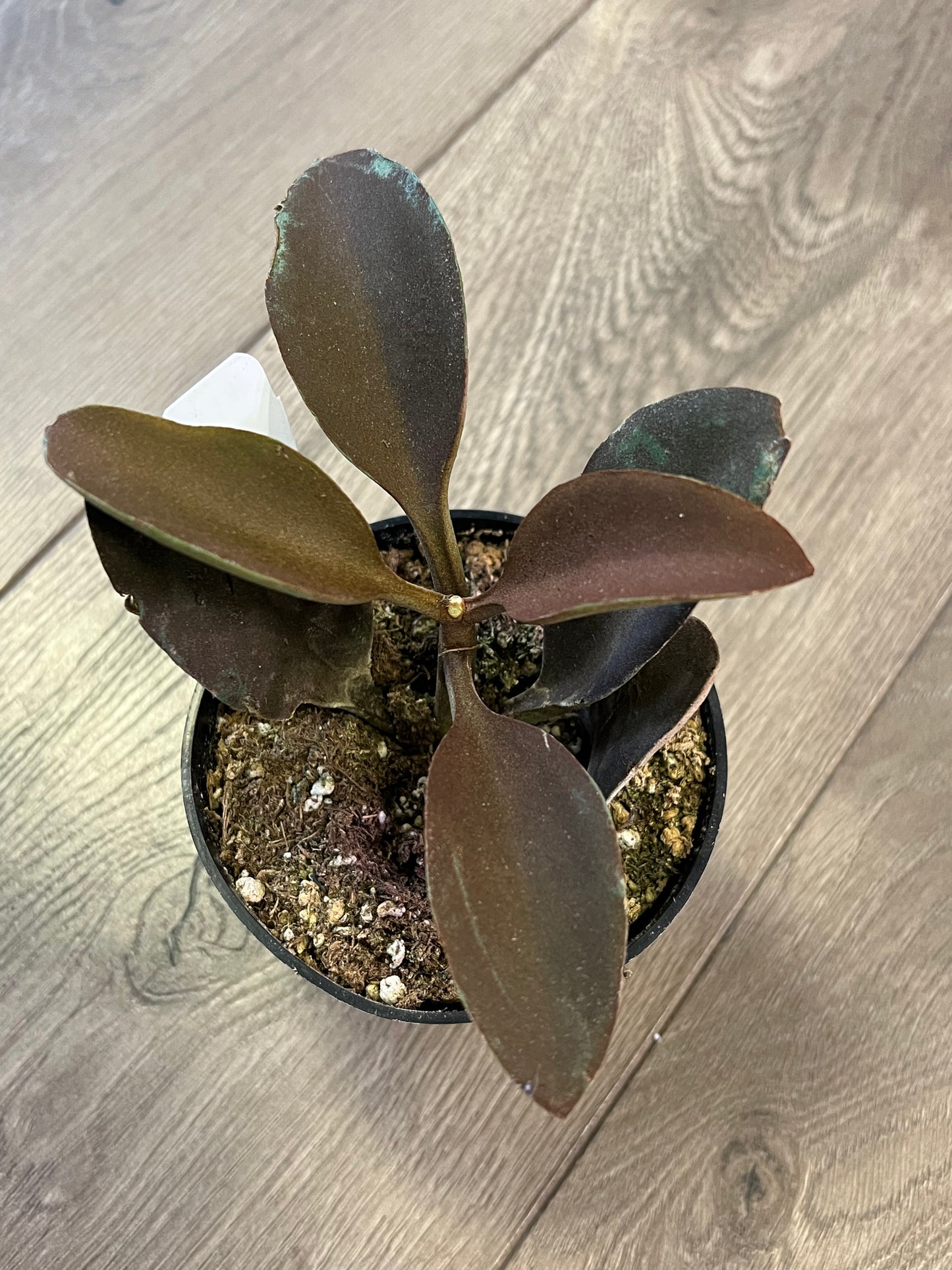 Kalanchoe ‘Copper Spoons’
