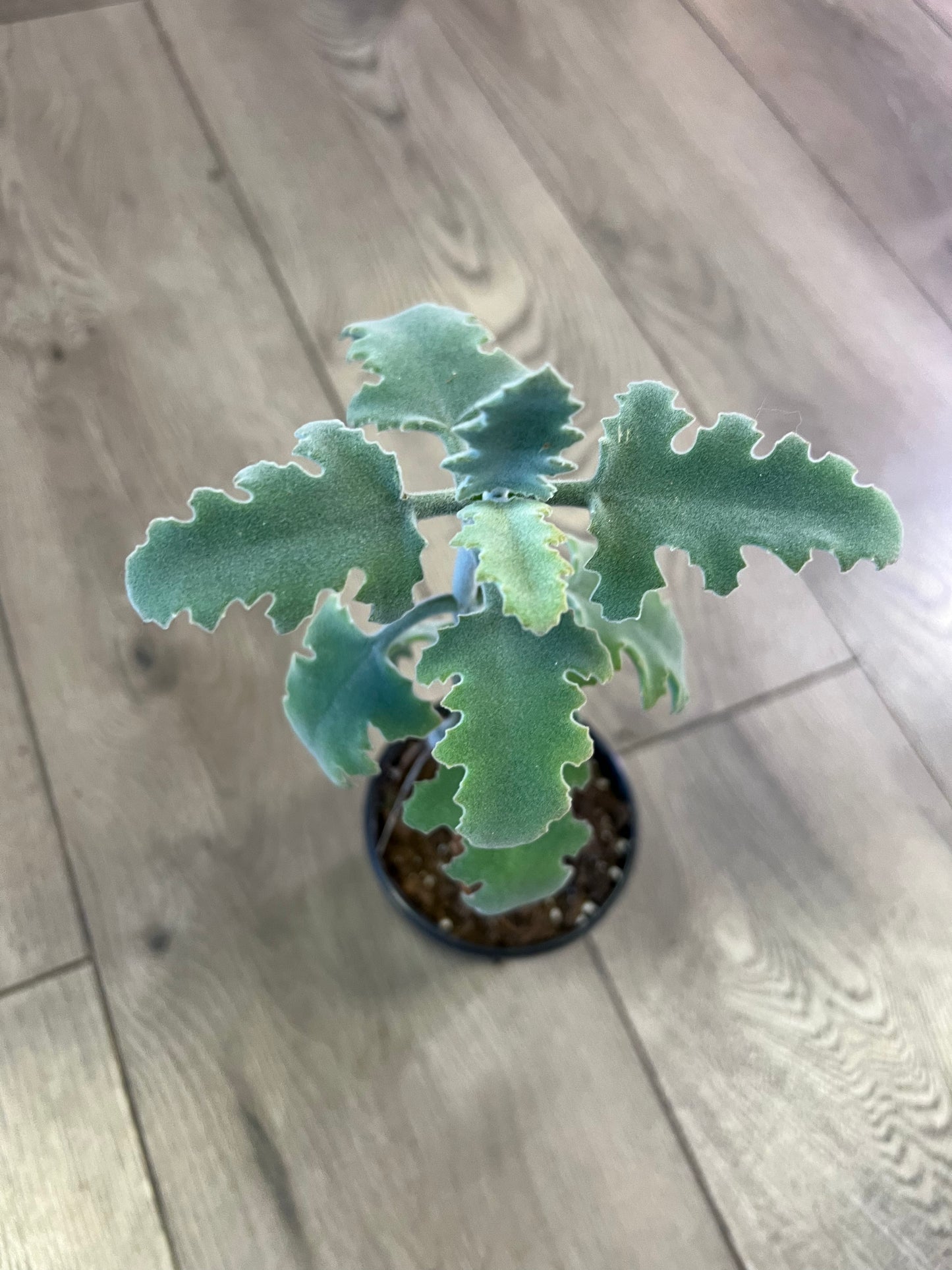 Kalanchoe Beharensis ‘Oak Leaf’