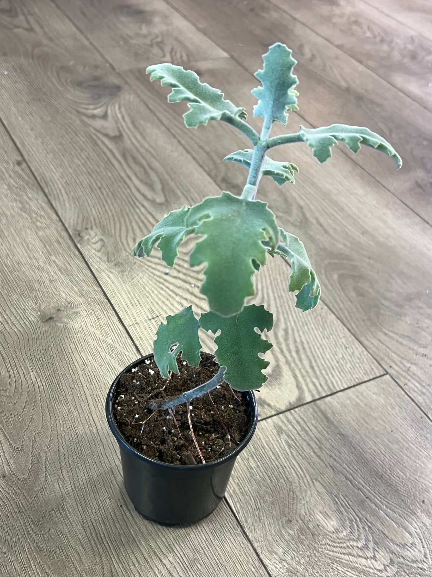 Kalanchoe Beharensis ‘Oak Leaf’