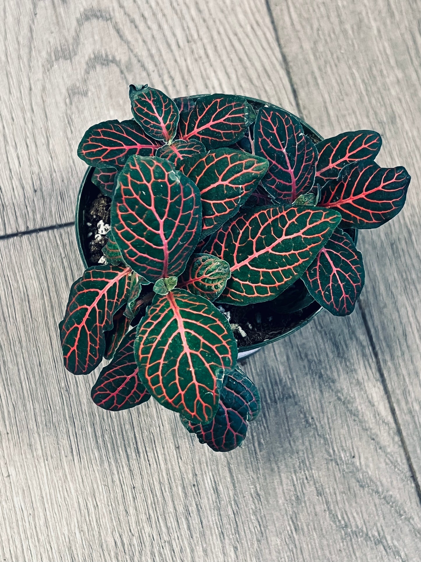 Fittonia 'Nerve Plant' Red