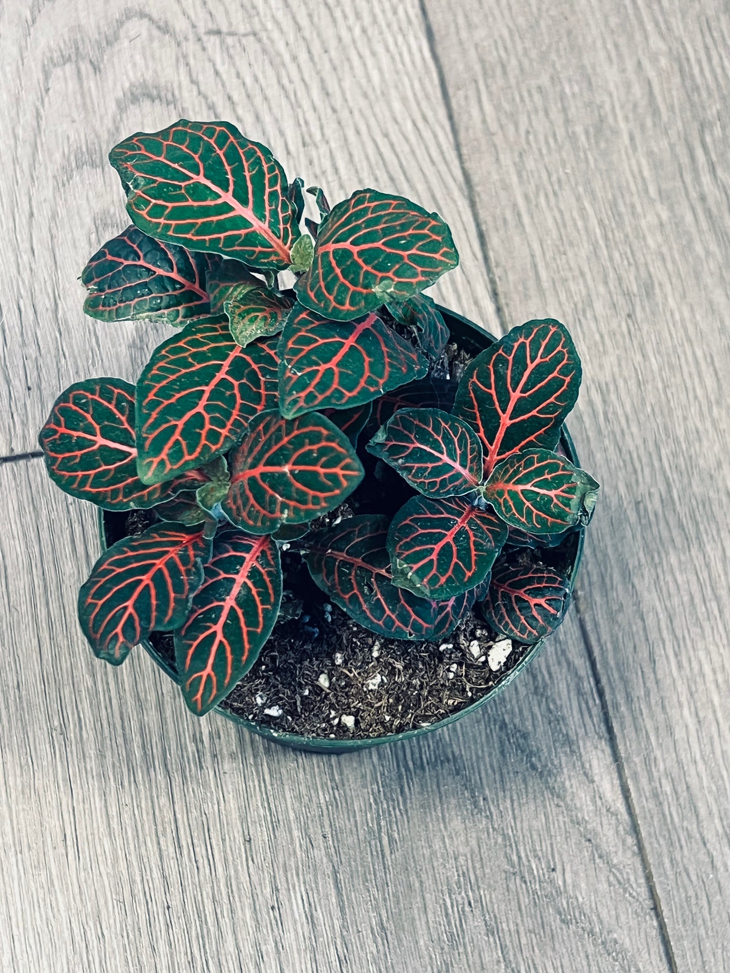 Fittonia 'Nerve Plant' Red