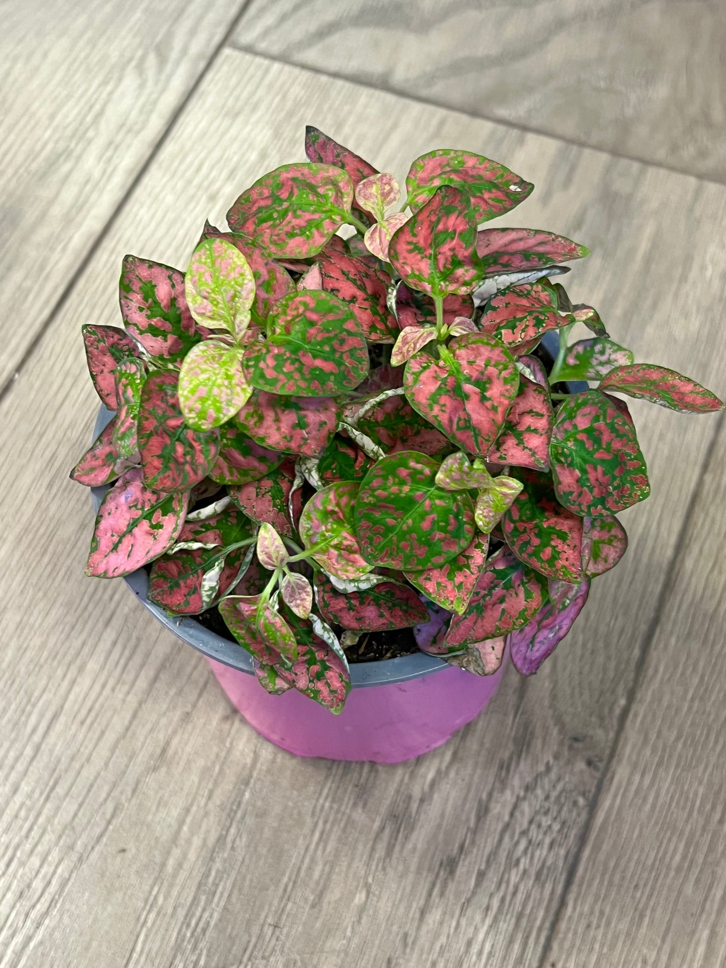 Hypoestes phyllostachya 'Red Polka dot Plant'