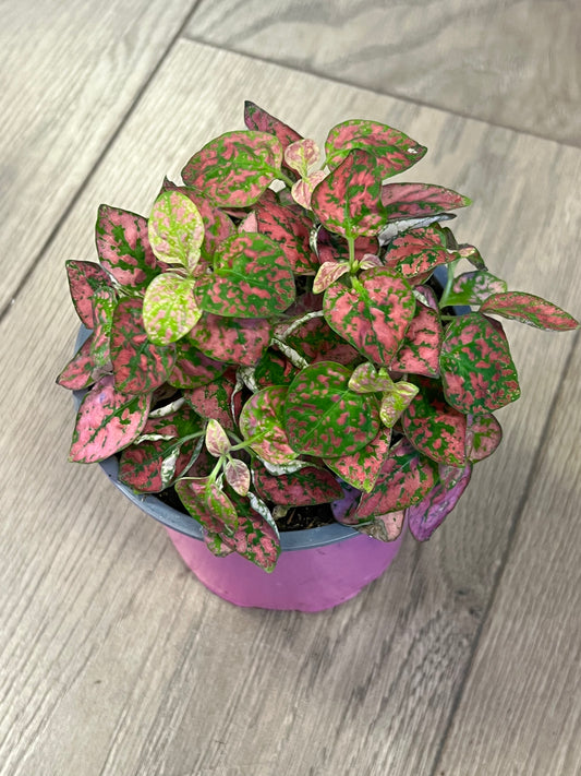 Hypoestes phyllostachya 'Red Polka dot Plant'