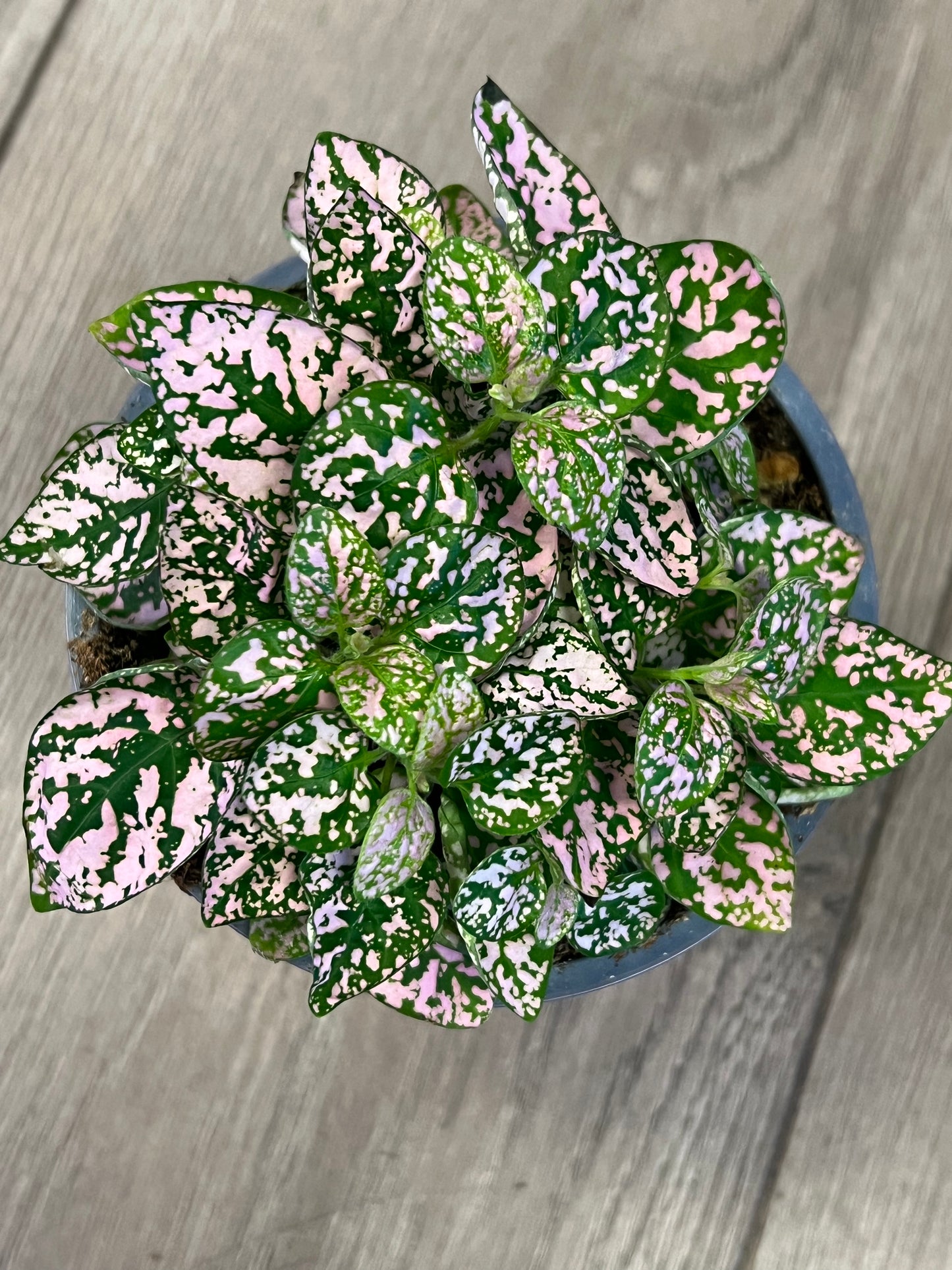 Hypoestes phyllostachya 'Pink Polka dot Plant'