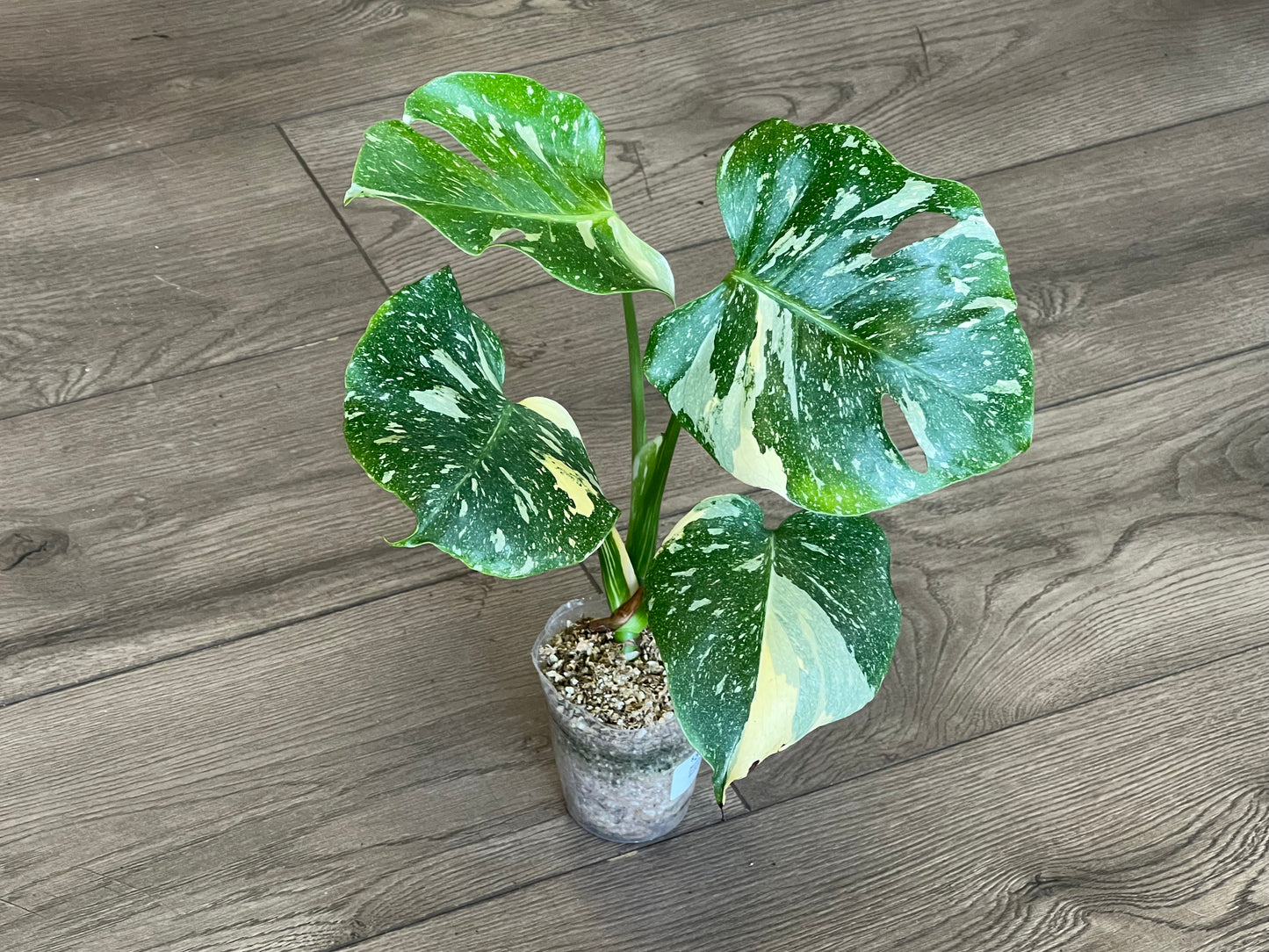 Monstera deliciosa ‘Thai Constalation’