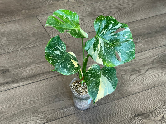 Monstera deliciosa ‘Thai Constalation’