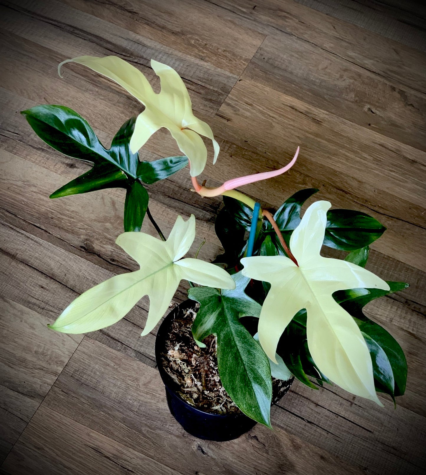 Philodendron ‘Florida Ghost’