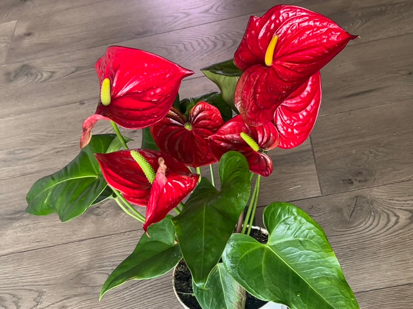 Anthurium araceae ~ Red