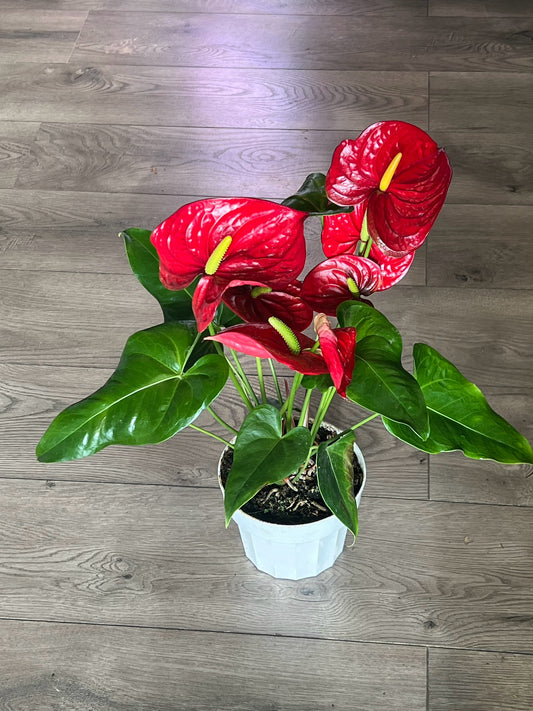 Anthurium araceae ~ Red