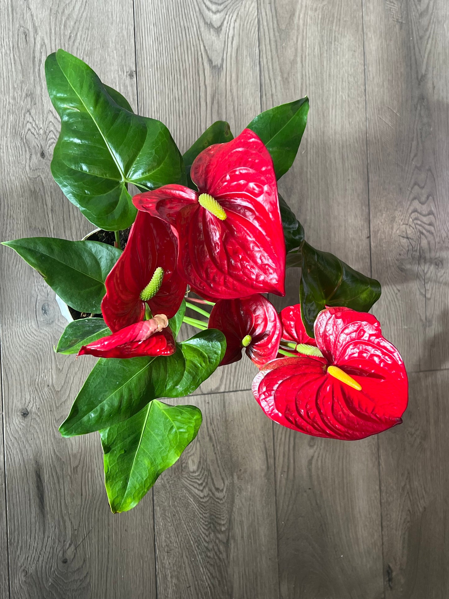 Anthurium araceae ~ Red