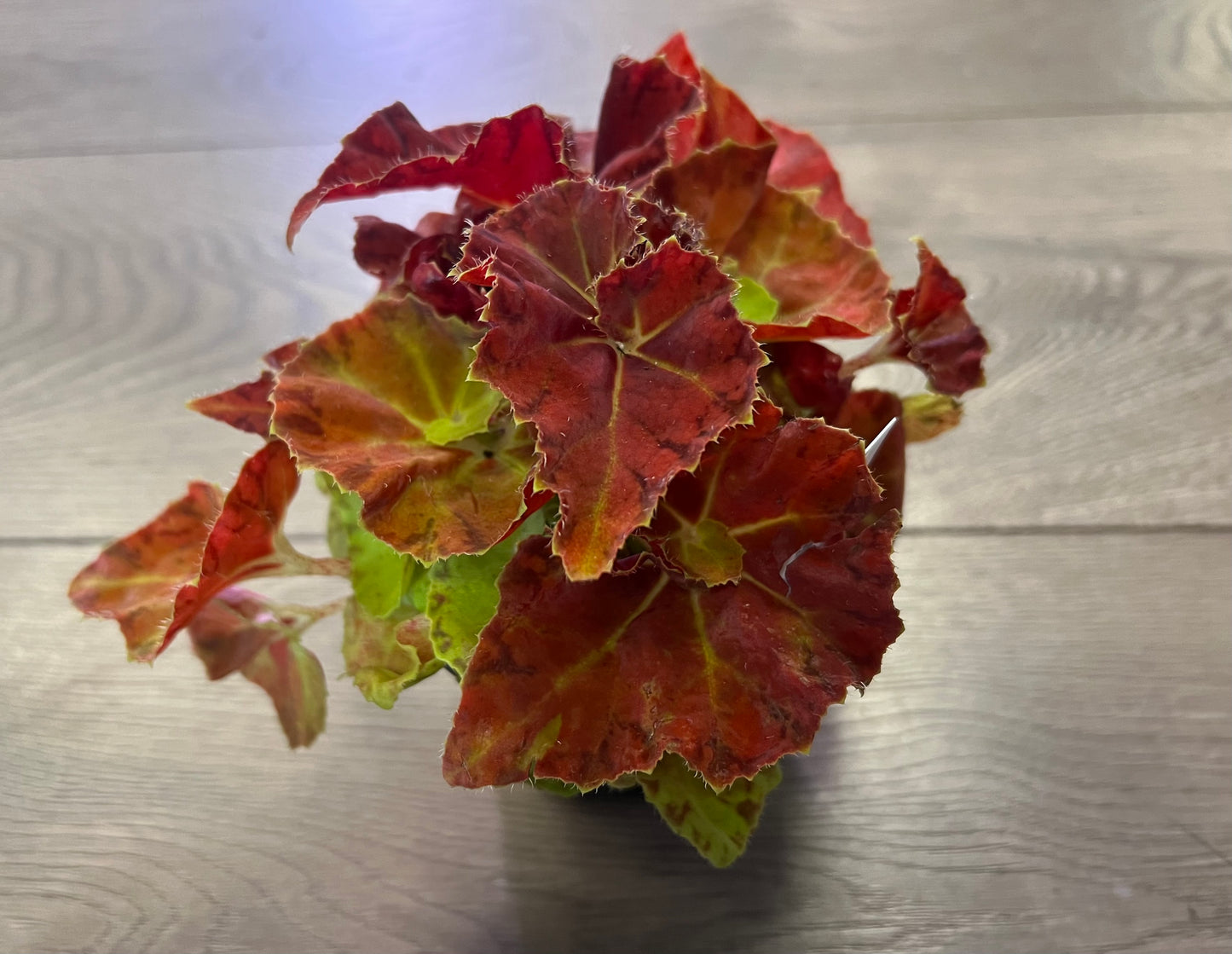 Begonia Rex 'Martha Stewart’