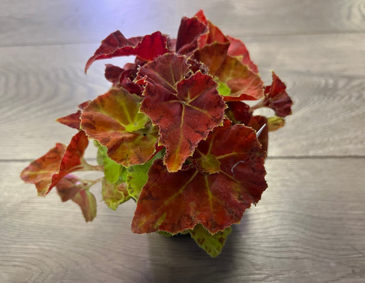Begonia Rex 'Martha Stewart’