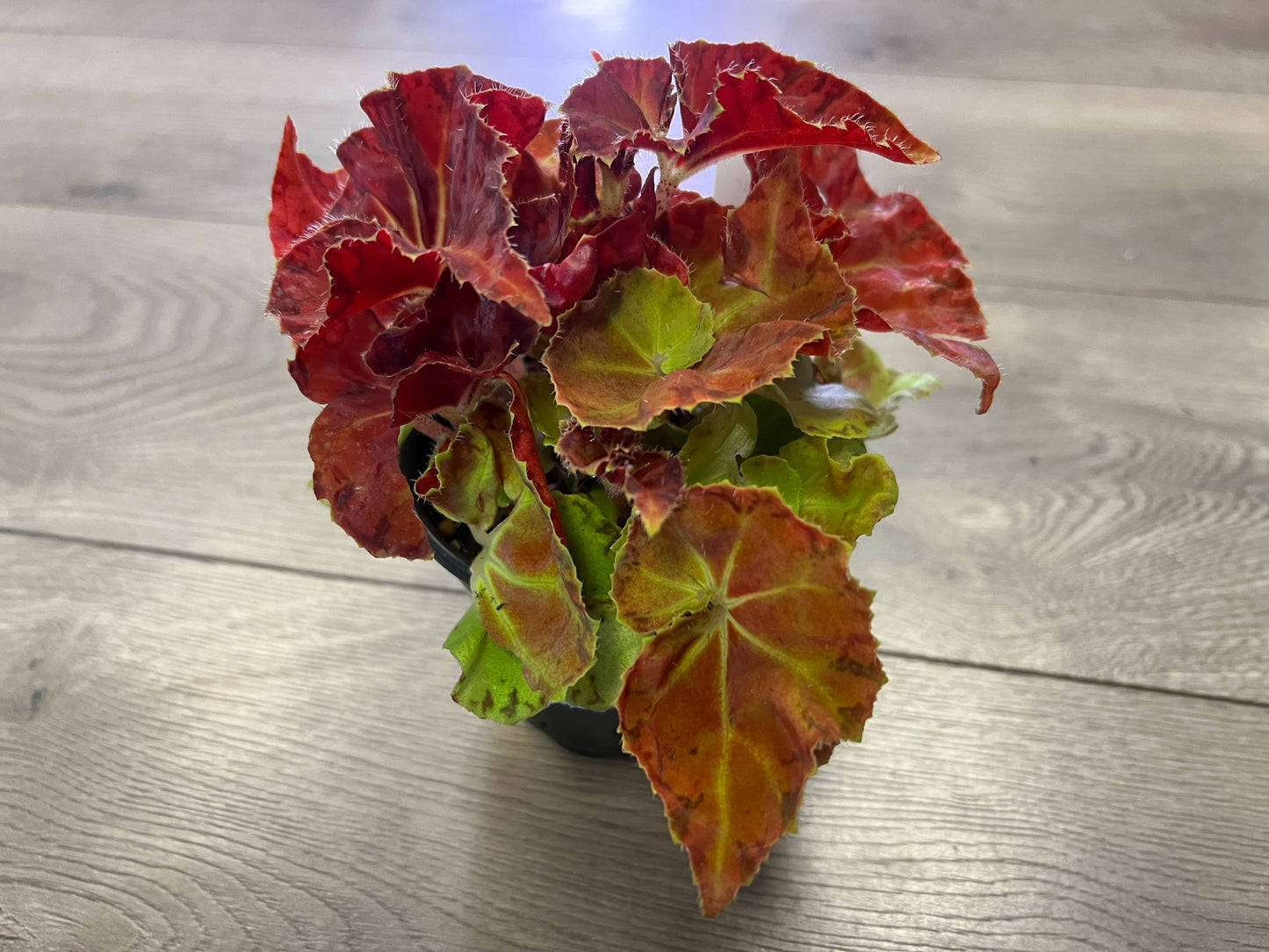 Begonia Rex 'Martha Stewart’