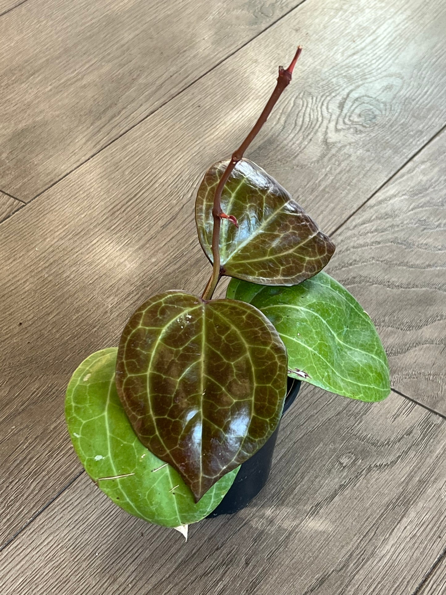 Hoya latifolia 'Sarawak'