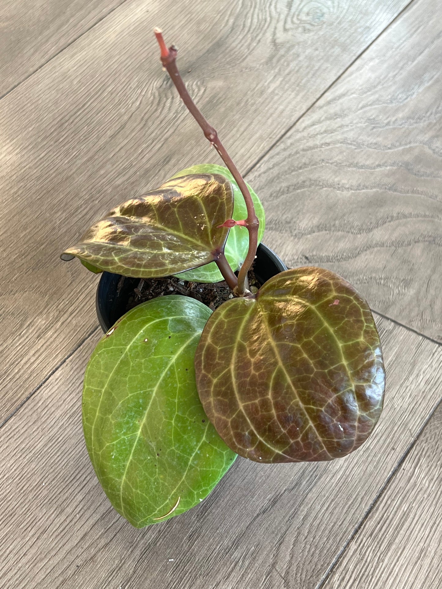 Hoya latifolia 'Sarawak'