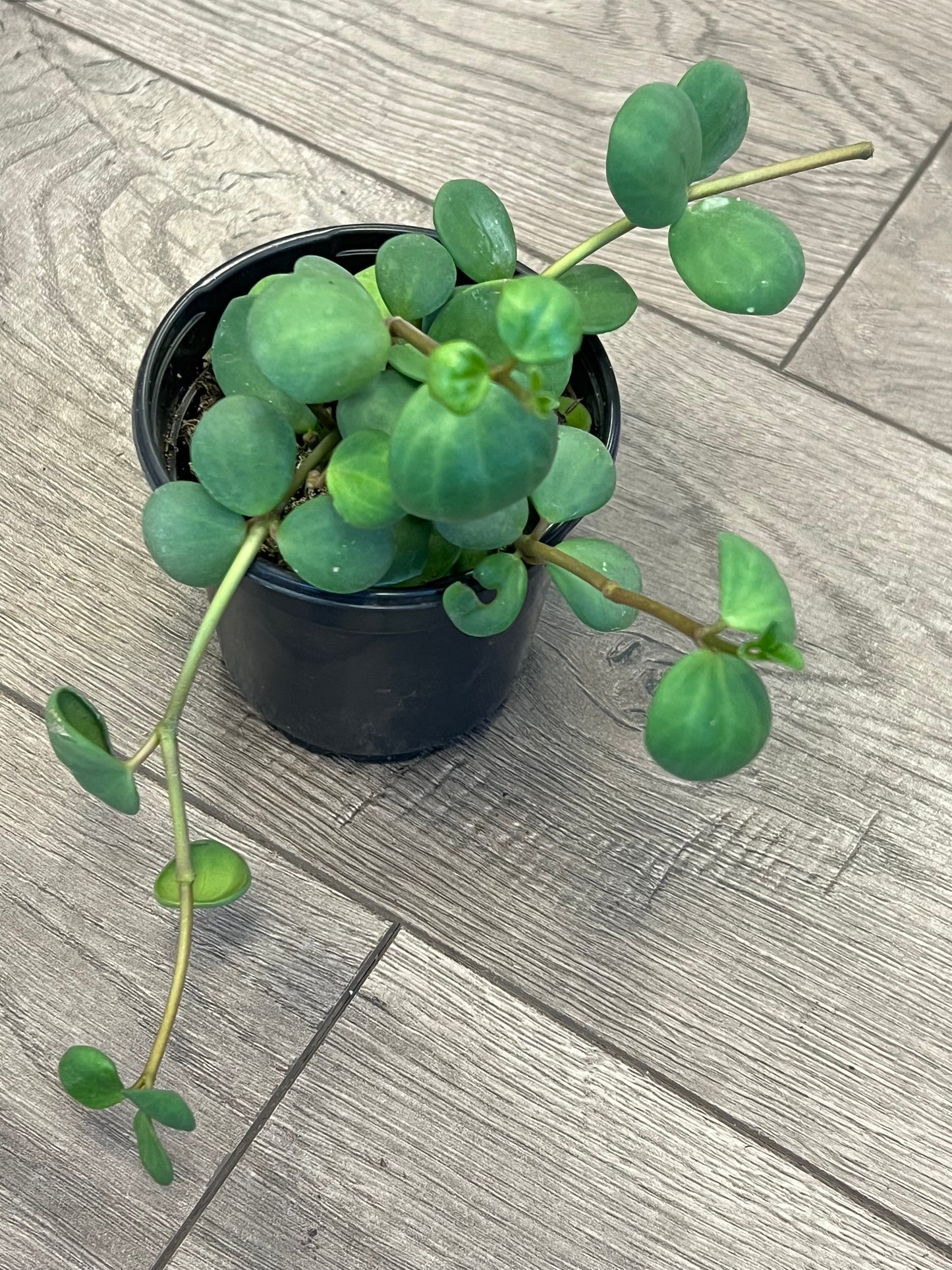 Peperomia Hope