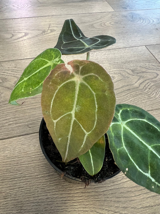 Anthurium Forgetii