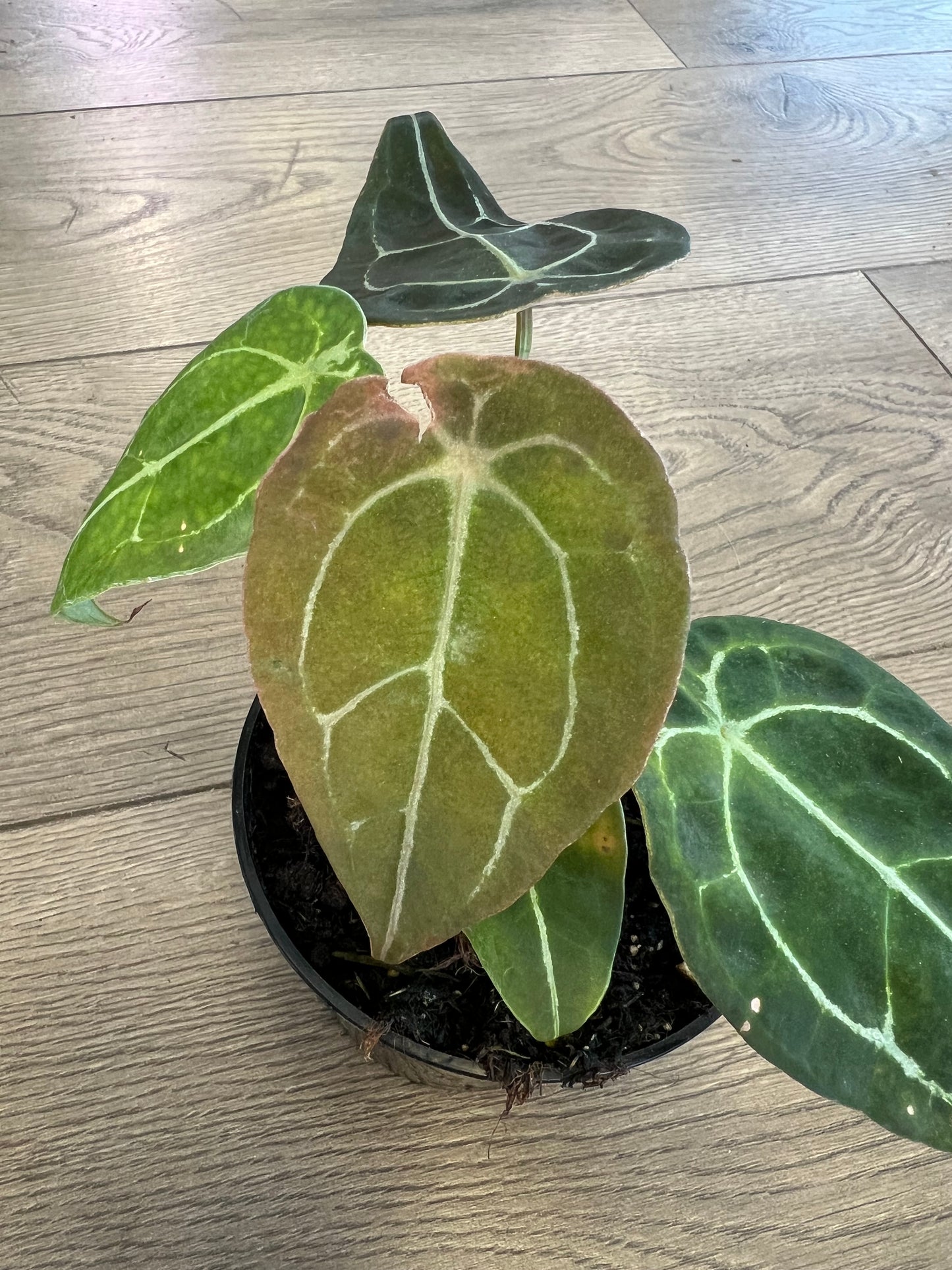 Anthurium Forgetii