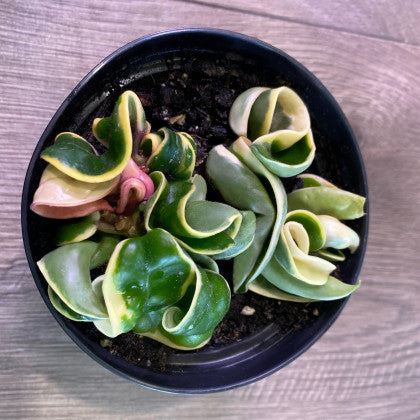 Hoya compacta 'Rope plant variegated