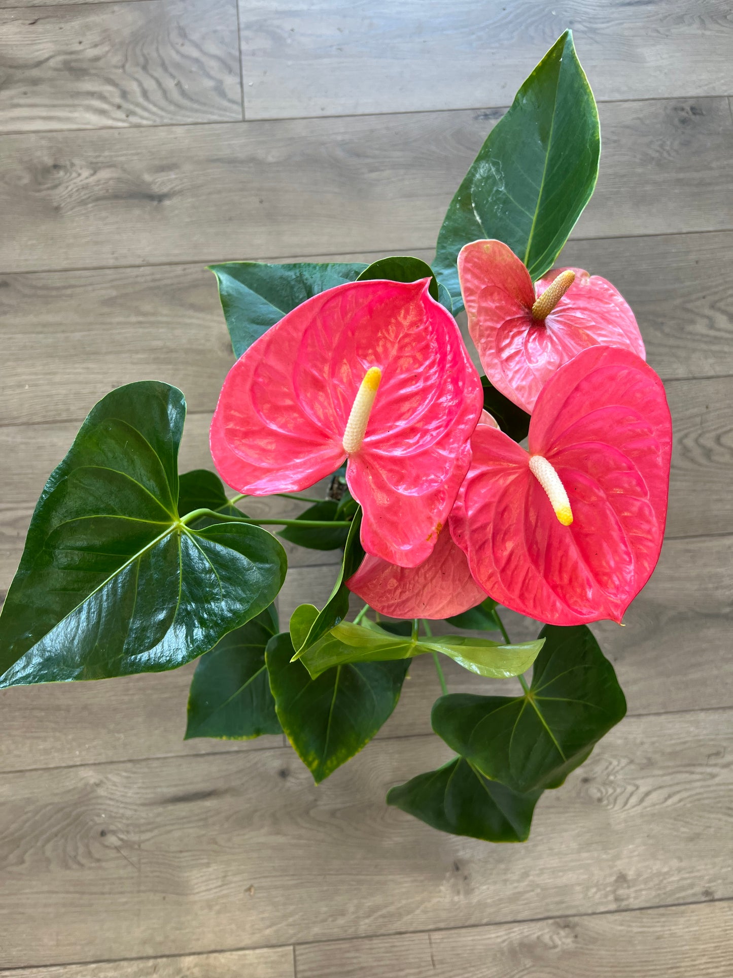 Anthurium araceae ~ Pink