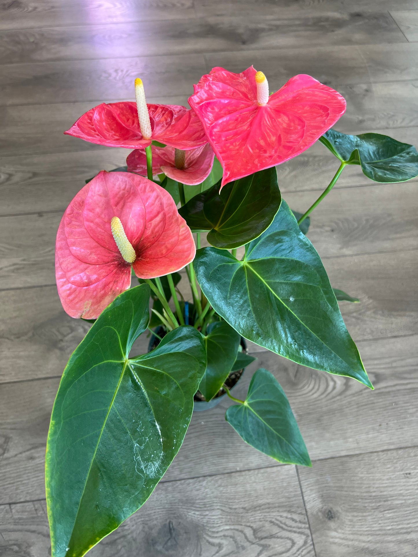 Anthurium araceae ~ Pink