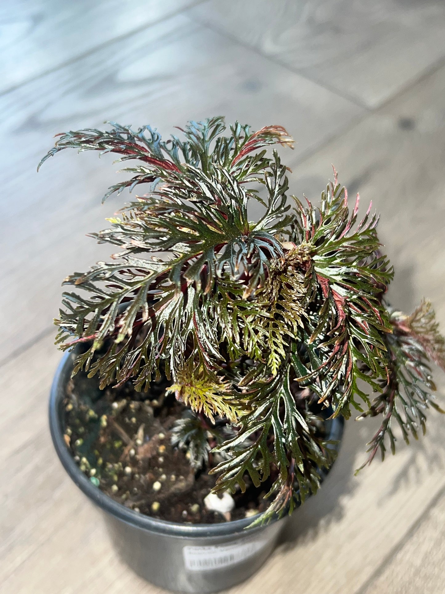 Begonia Rex bipinnatifida