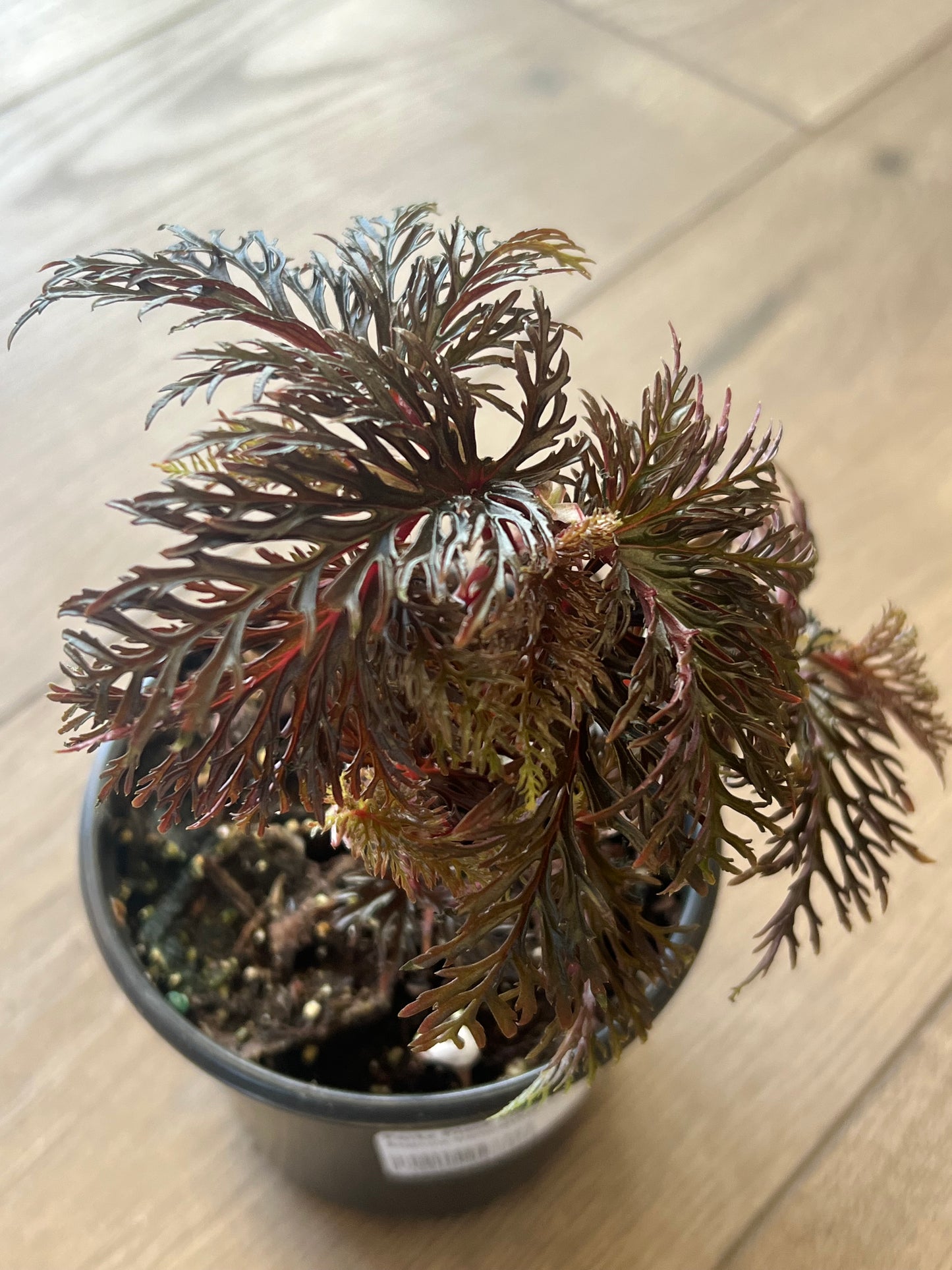 Begonia Rex bipinnatifida