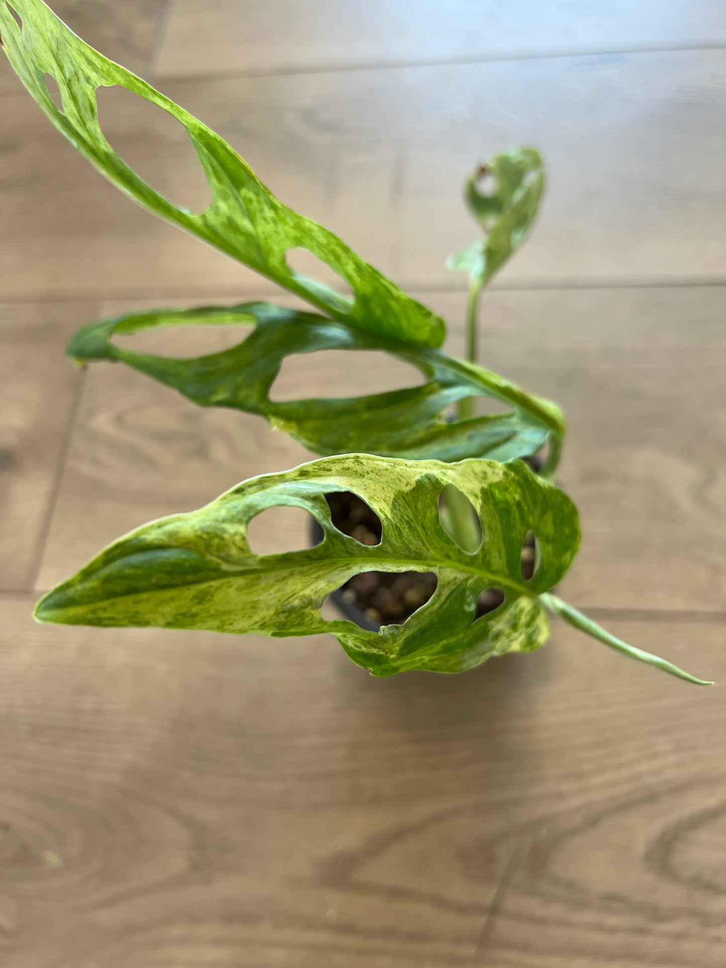 Monstera adansonii 'Mint'