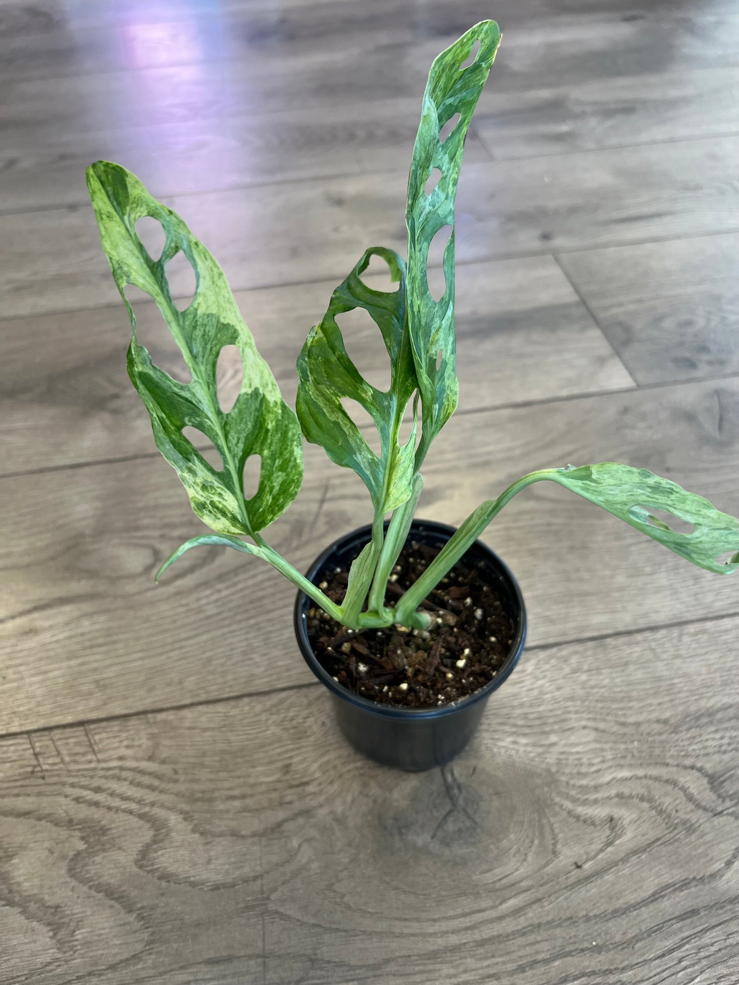 Monstera adansonii 'Mint'