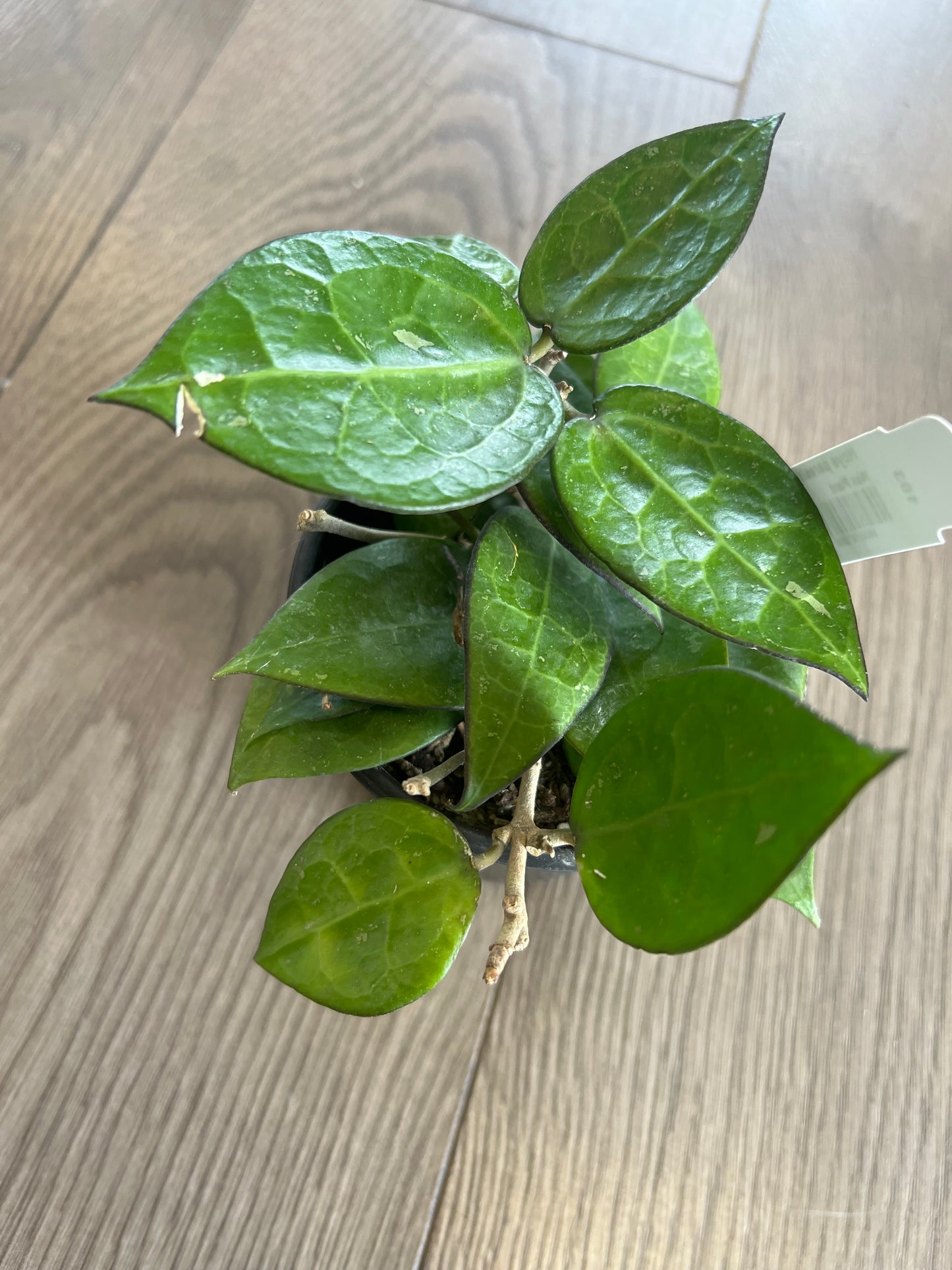 Hoya parasitica ‘Black Margin’