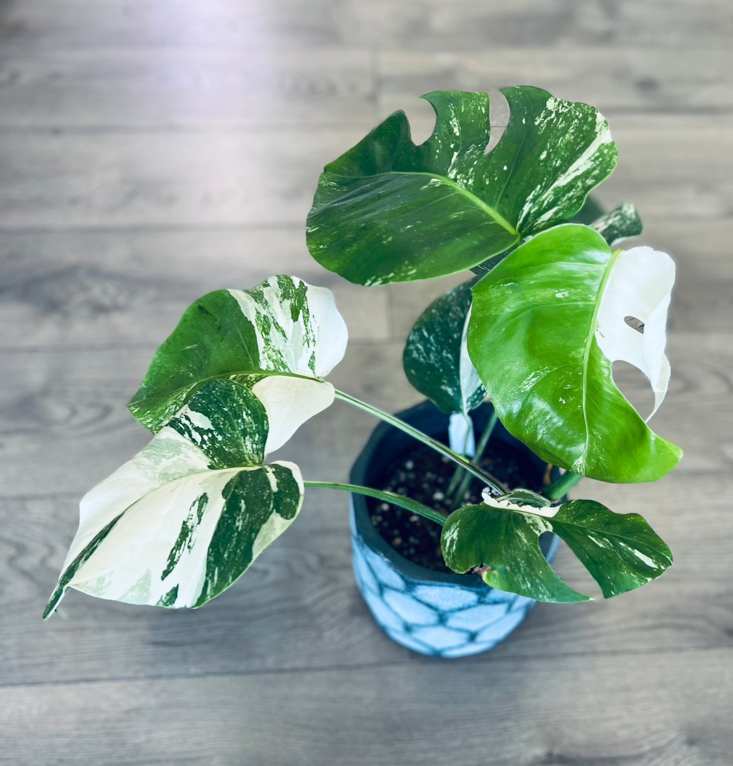 Monstera deliciosa albo