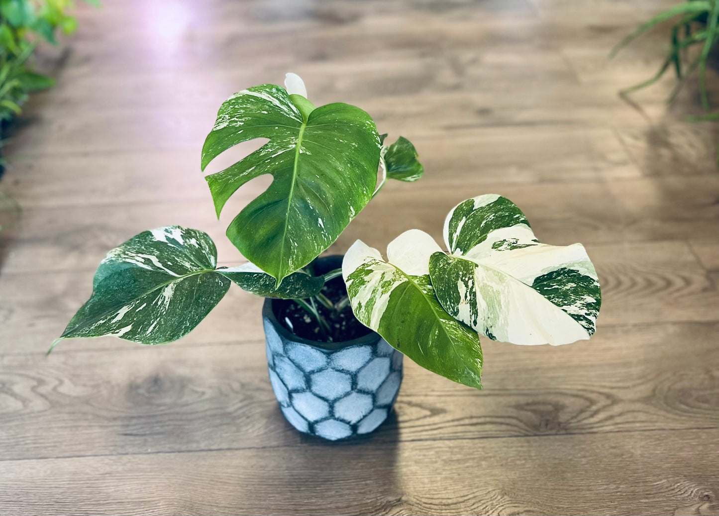 Monstera deliciosa albo