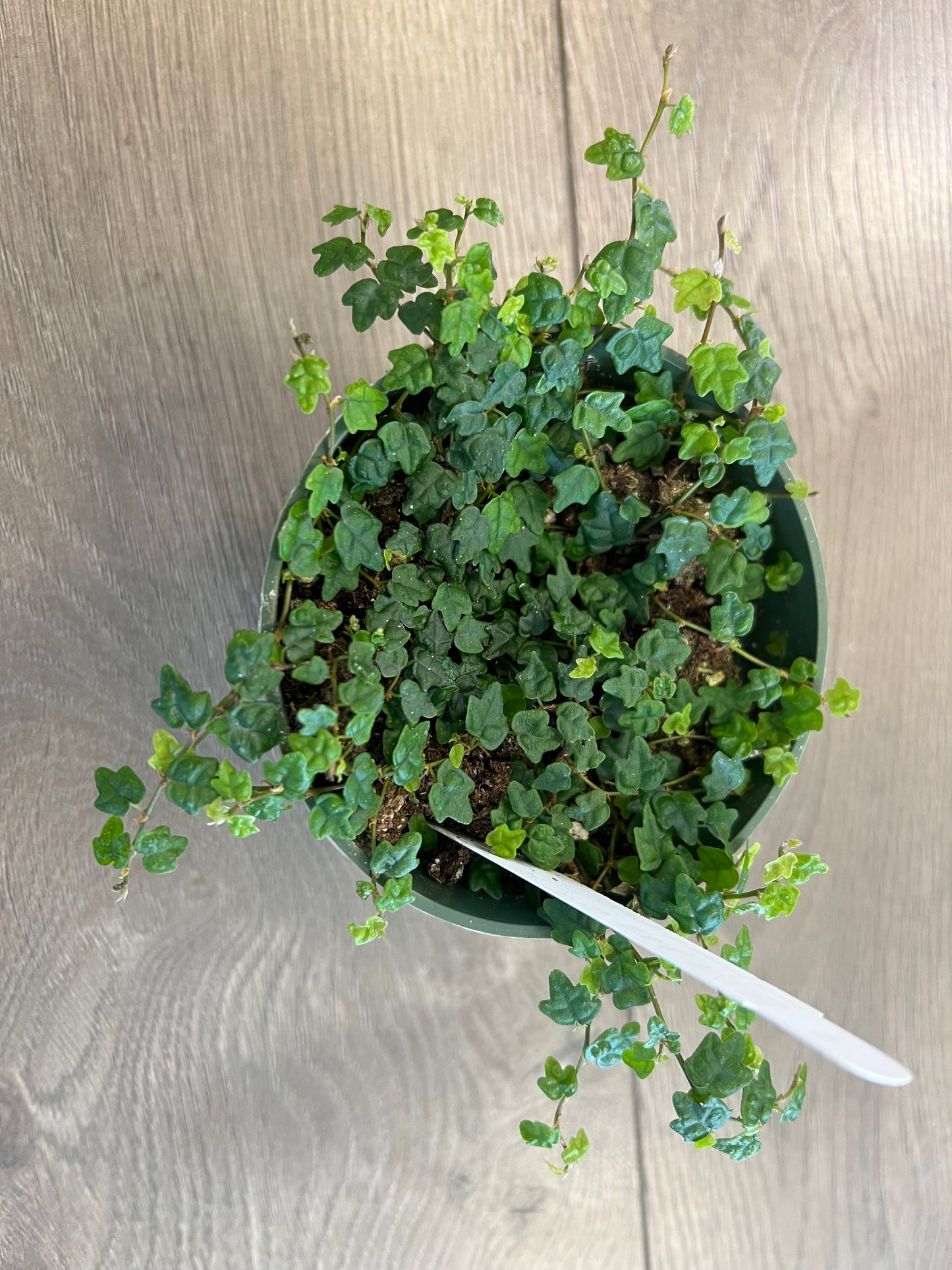 Ficus pumila ‘String of Frogs’