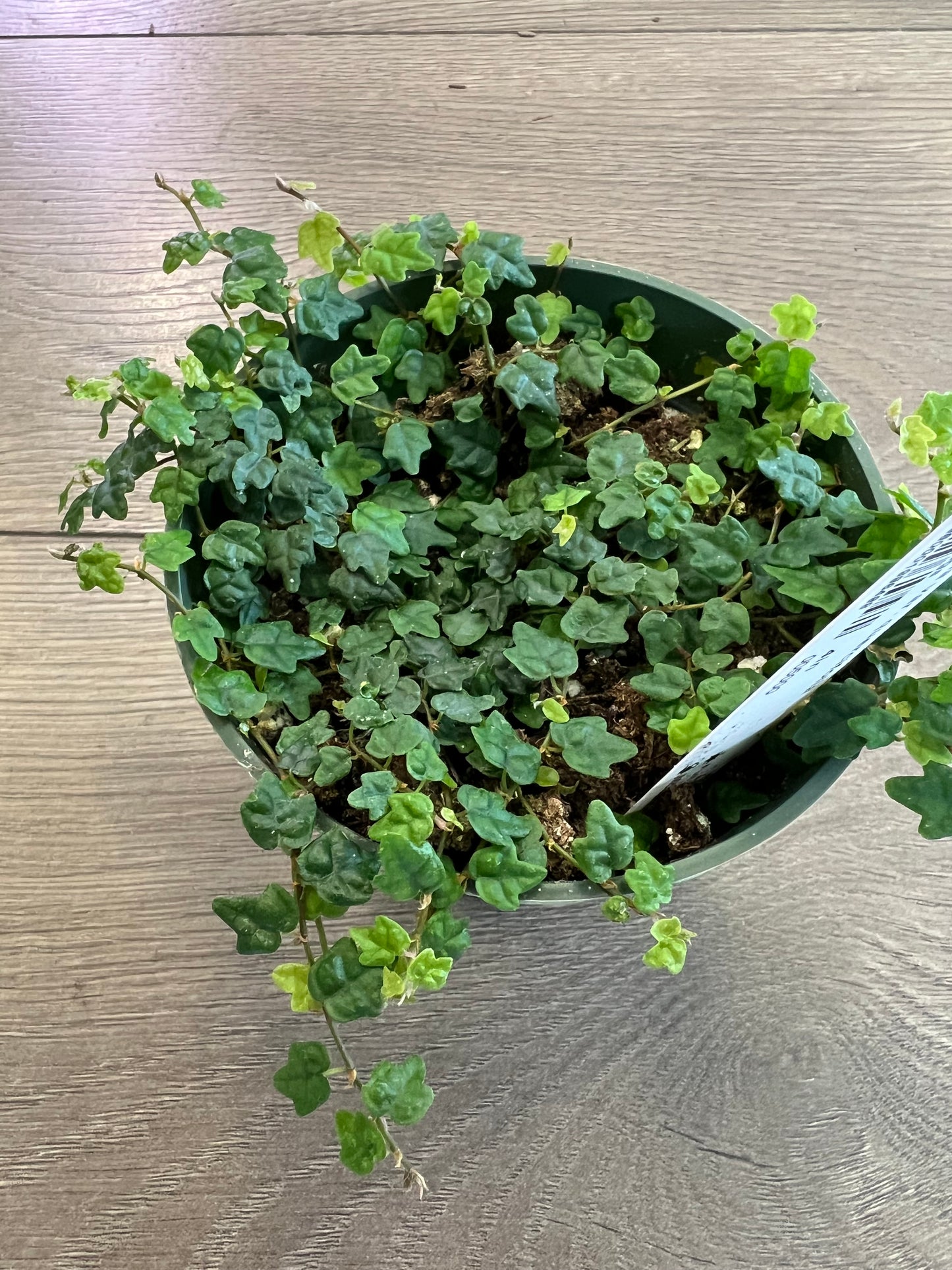 Ficus pumila ‘String of Frogs’