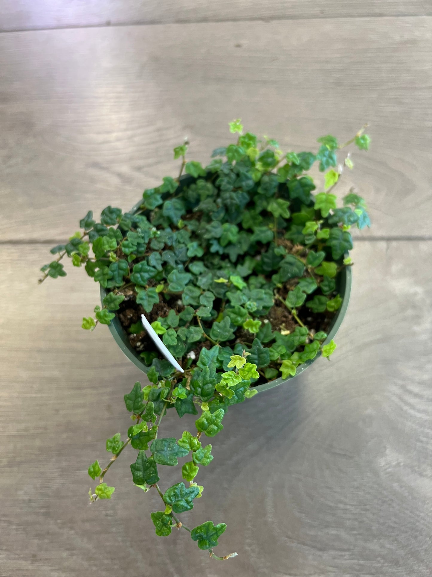 Ficus pumila ‘String of Frogs’