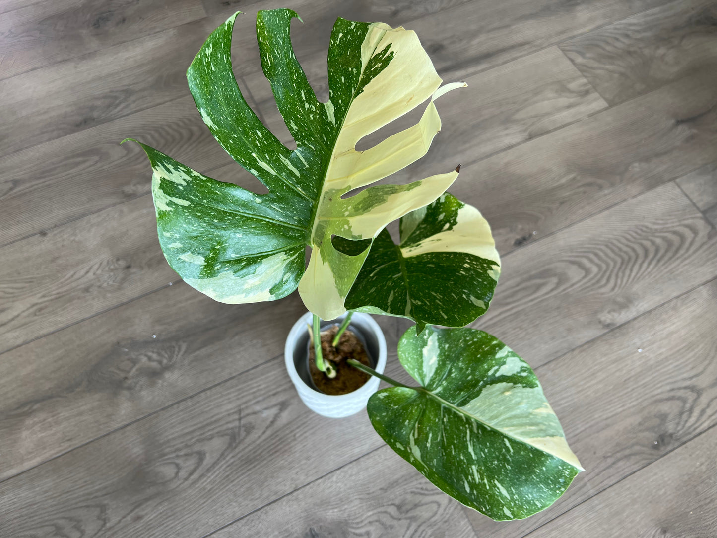 Monstera deliciosa ‘Thai Constalation’