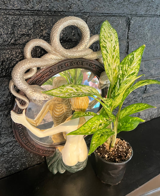 Dieffenbachia 'Starbright'