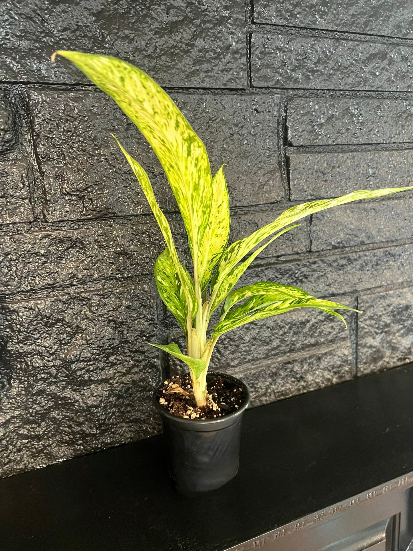 Dieffenbachia 'Starbright'