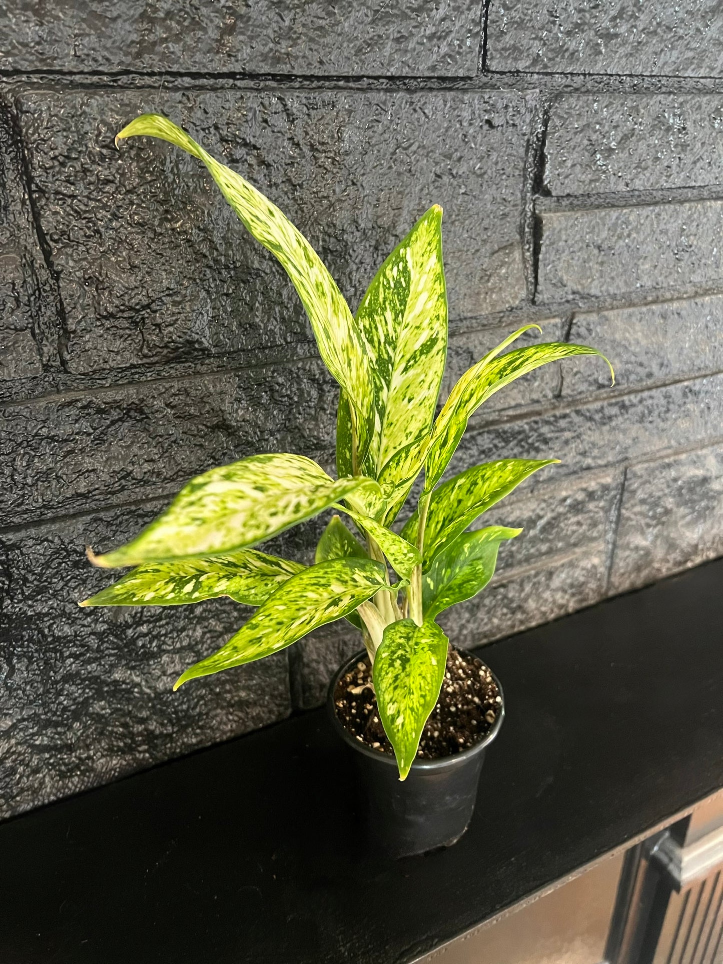 Dieffenbachia 'Starbright'