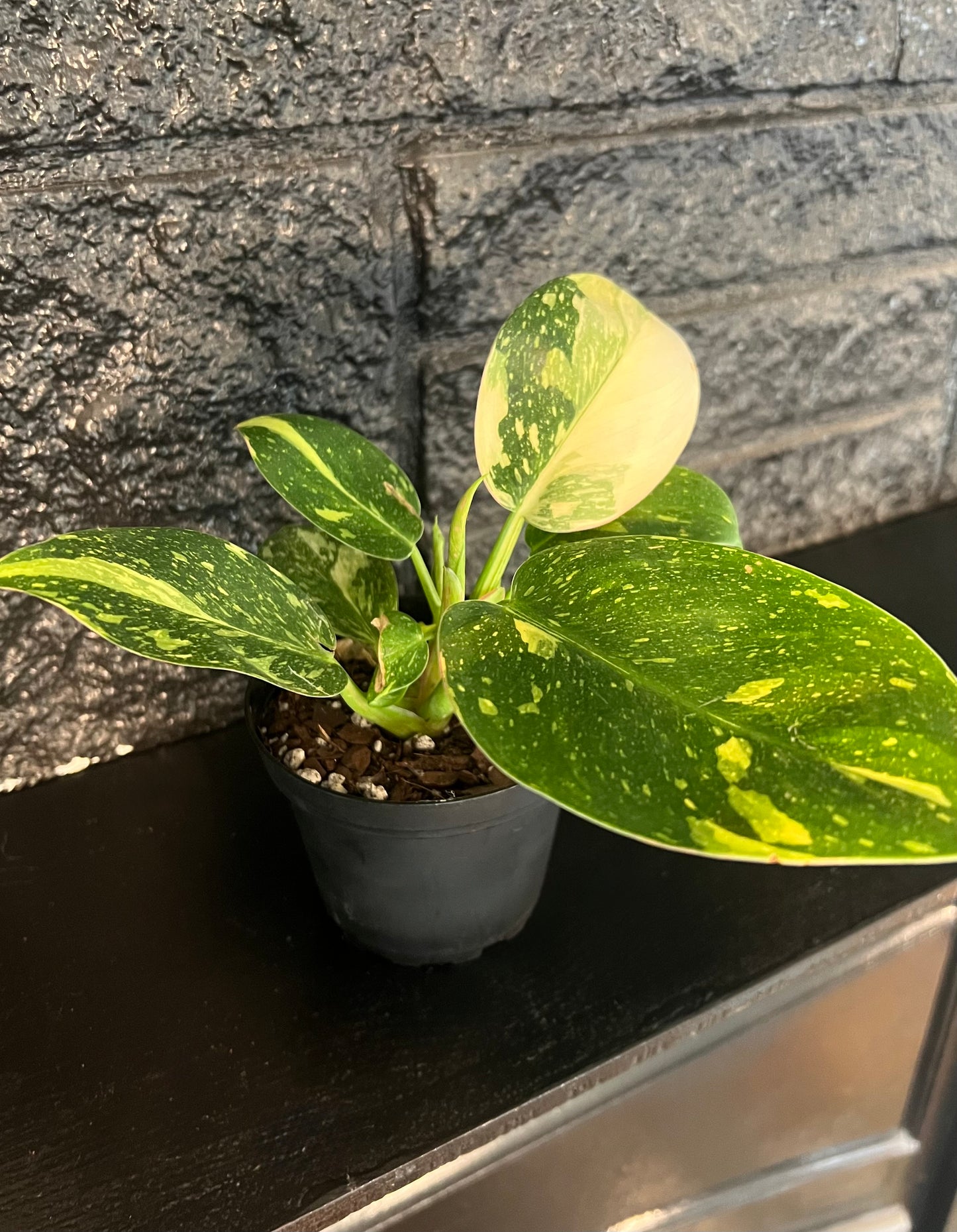 Philodendron green congo 'Copper Flame'