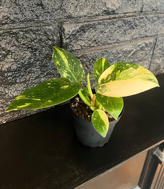 Philodendron green congo 'Copper Flame'