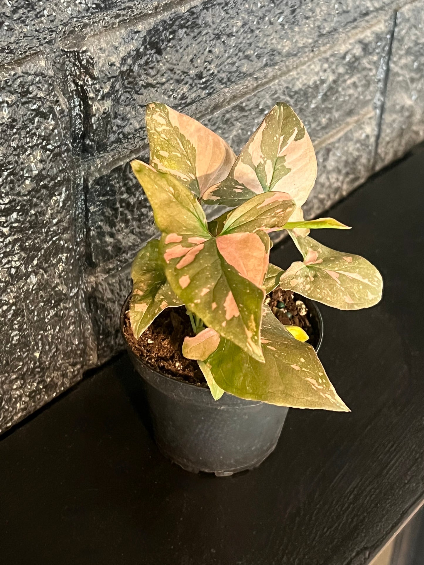 Syngonium 'Pink Splash'