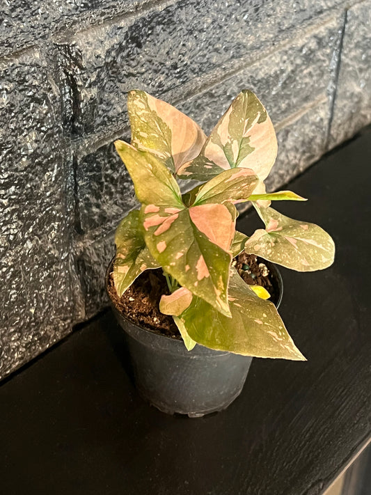 Syngonium 'Pink Splash'