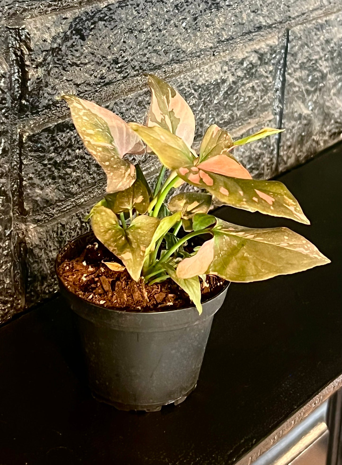 Syngonium 'Pink Splash'
